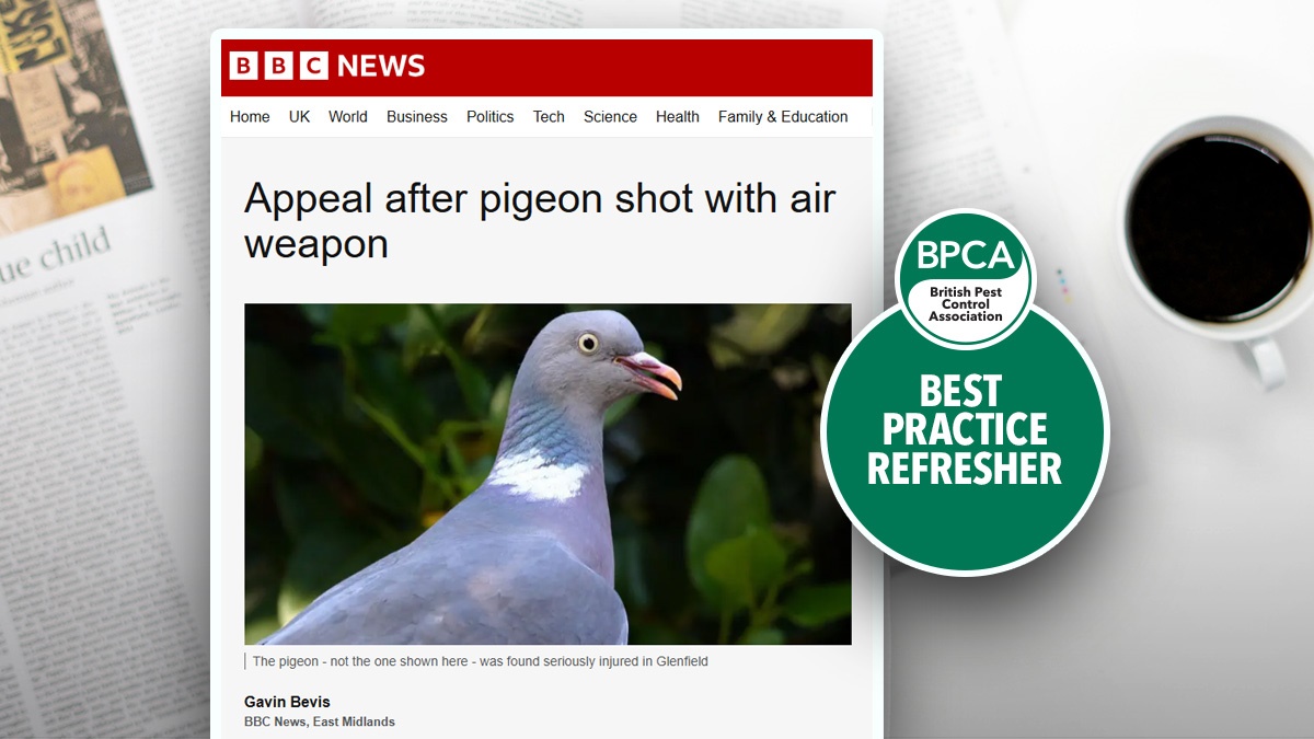 Airgunsafetyreminderaftermediareportsofpigeonincident